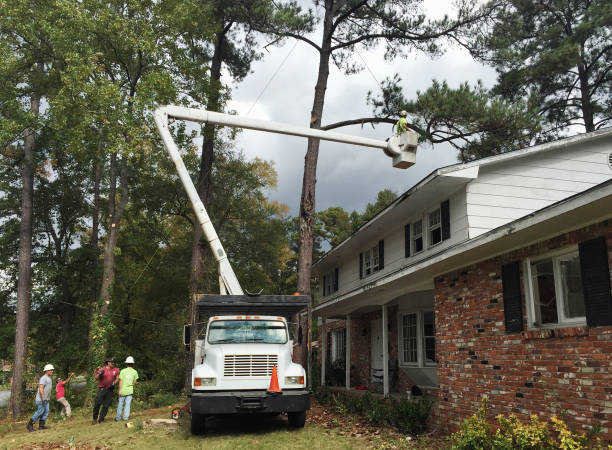 How Our Tree Care Process Works  in  Talpa, NM